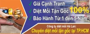 Cong Ty Diet Moi Tan Goc Ha Lan