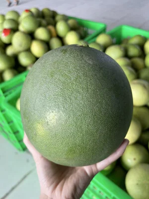 Pomelo2010