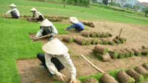 Trồng Cỏ Tại Phước Long