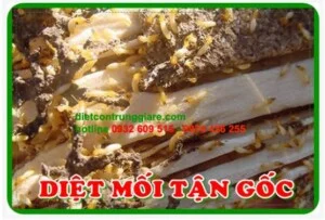 Diet20moi20tan20goc
