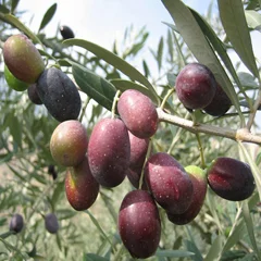 Olive2012