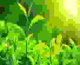 Chi