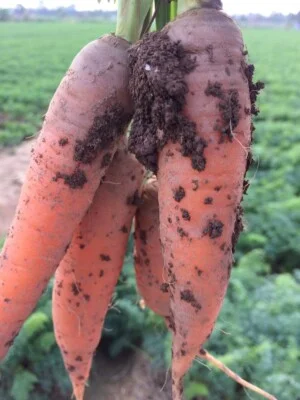 Ca20rot