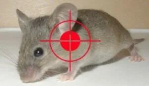 Creator: Gd Jpeg V1.0 (using Ijg Jpeg V62), Default Chất lượng